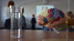Sur une table sont posés un bécher avec de l'eau à gauche et une représentation 3D d'un cerveau.