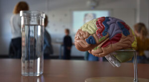 Sur une table sont posés un bécher avec de l'eau à gauche et une représentation 3D d'un cerveau.